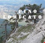 145240407240456_Pino Loricato foto nel Parco del Pollino..jpg